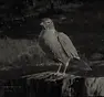 RDR2-hunt-robin2.webp