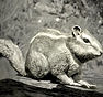 RDR2-hunt-chipmunk2.jpg