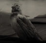 RDR2-hunt-sparrow2.jpg