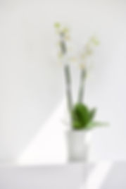 5413724325703_90 Morinda 14 Pure White.jpg