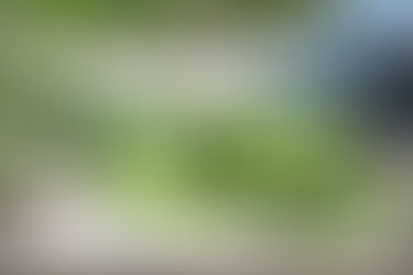 PLANTS: The basics of container-growing your own veggies, herbs and fruits