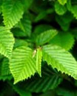 modal fabric is made from Beechwood leaves