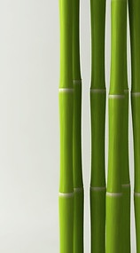 Bamboo _edited_edited.jpg