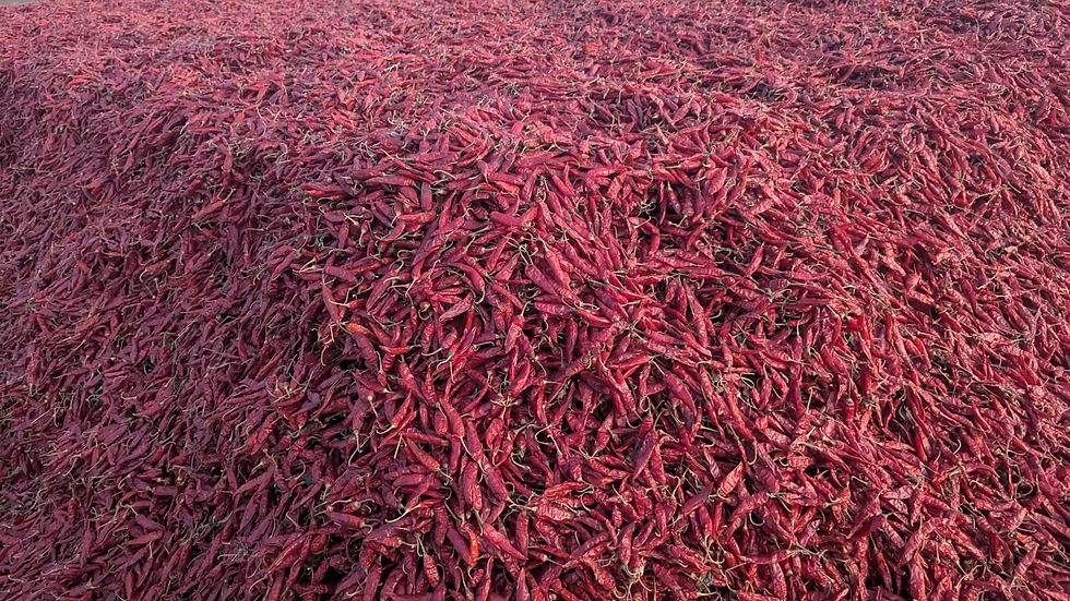 Bulk dried Indian red chillies – Guntur and Teja varieties for export