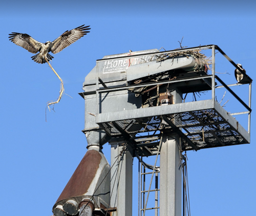 Osprey Nest