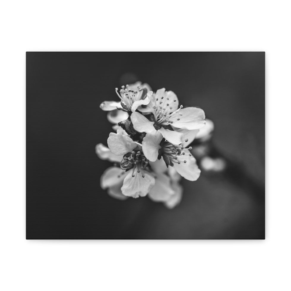 Thumbnail: Untitled Black and White by JHP Gallery Wrap 