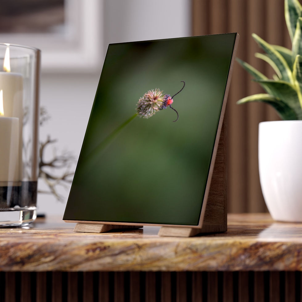 Thumbnail: Hello, Red Milkweed Beetle by JHP Ceramic Photo Tile (6x8)