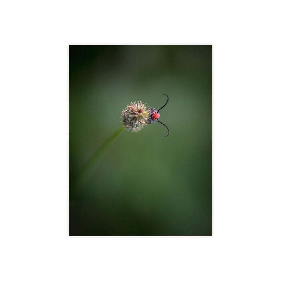 Thumbnail: Hello, Red Milkweed Beetle by JHP Ceramic Photo Tile (6x8)