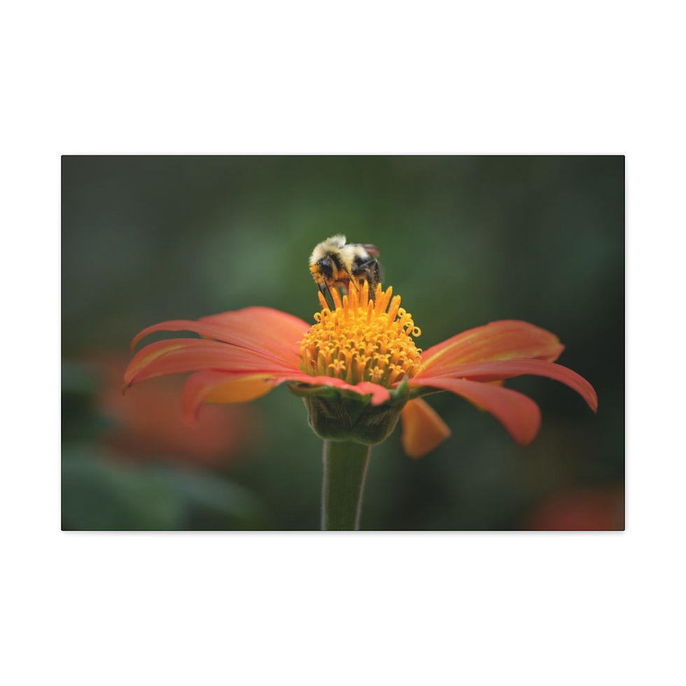 Thumbnail: Bumble 1 by JHP Gallery Wrap 
