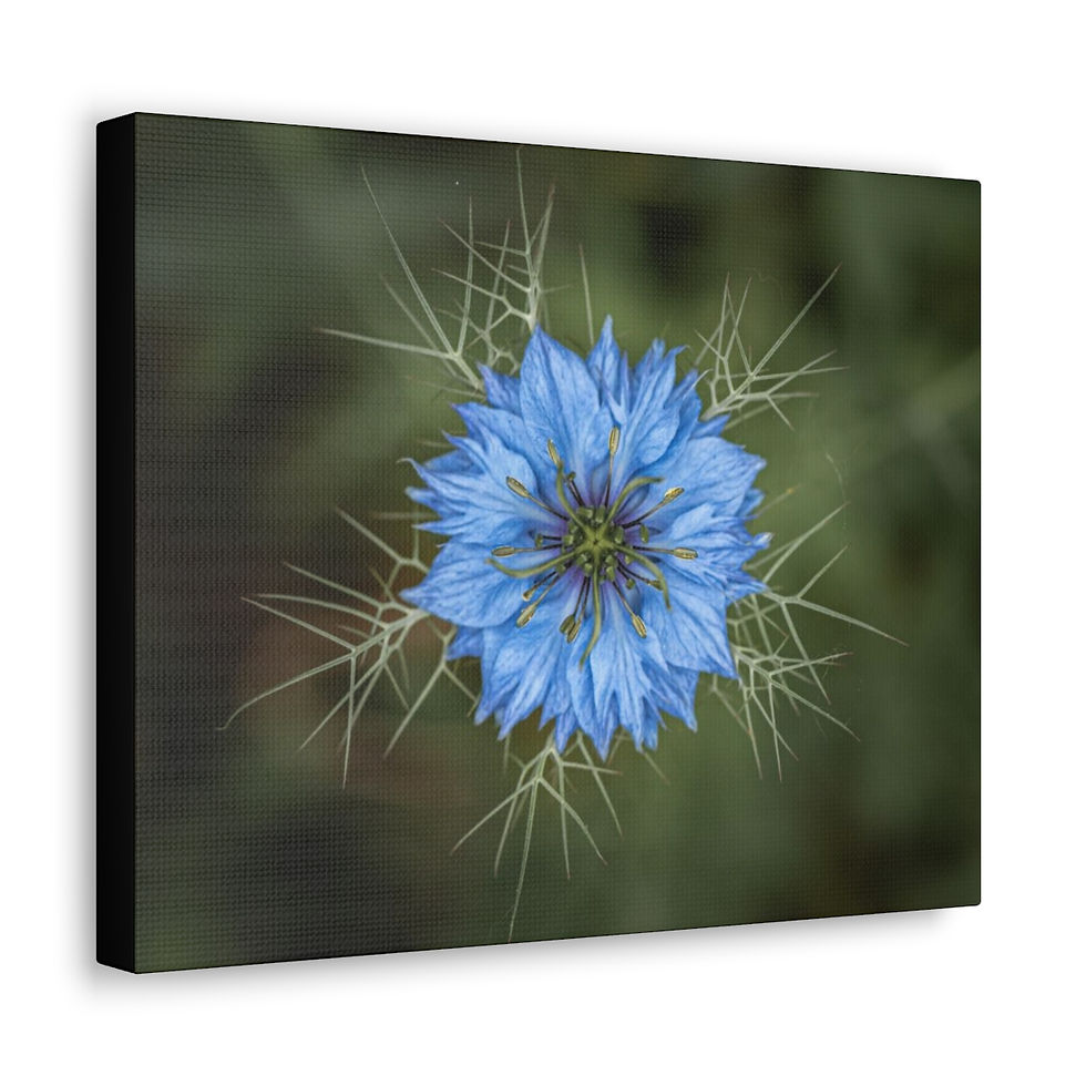 Thumbnail: Blue by JHP Gallery Wrap 