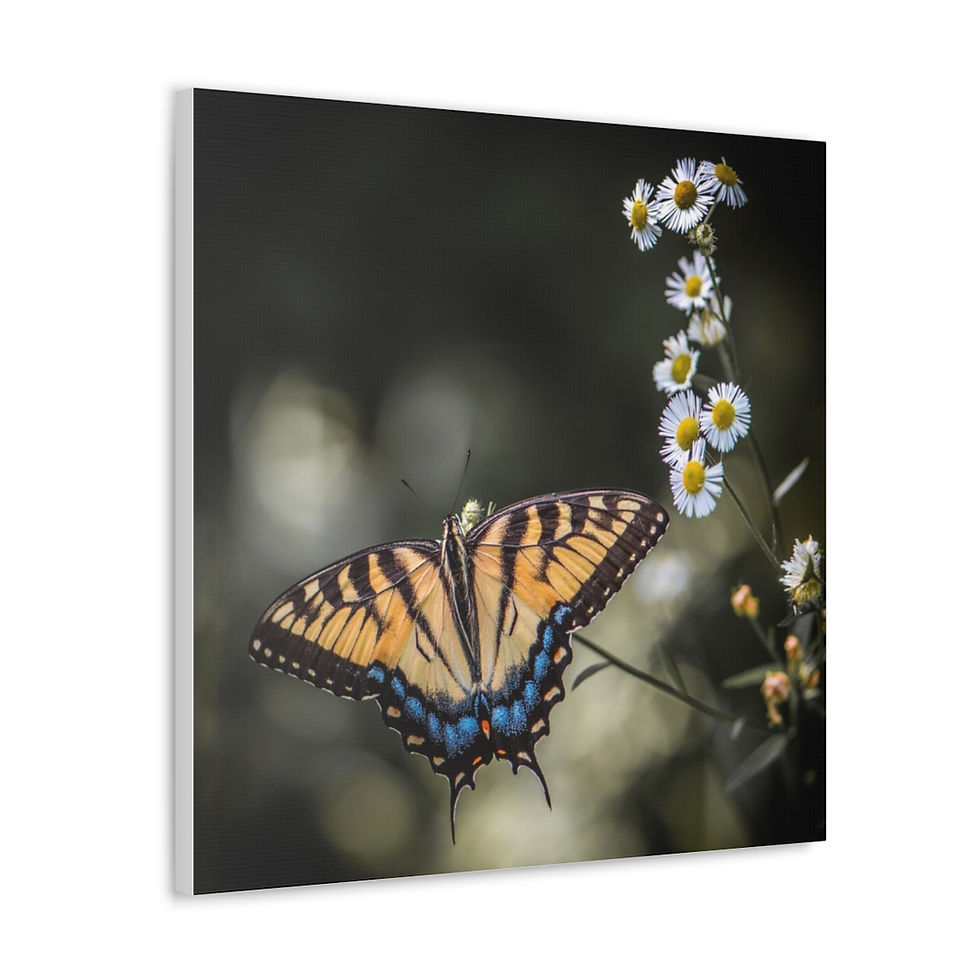 Thumbnail: Swallowtail by JHP Gallery Wrap 