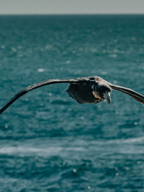 Peninsula Valdes-9905.jpg