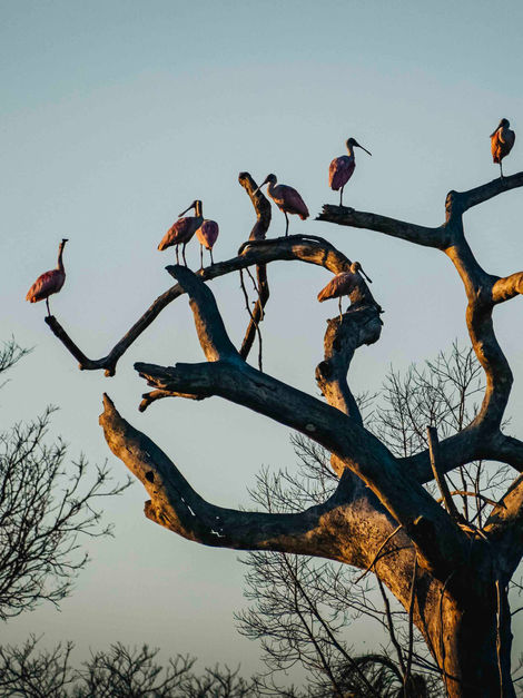 Jaguarland, Madidi-4483