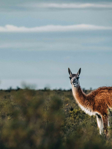 Peninsula Valdes-9611.jpg