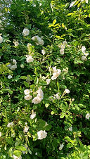 Roses blanches