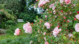 Rosier rose ancien au parfum divin