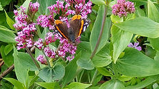 Papillon de nos jardins