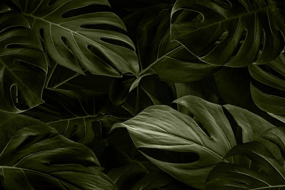 monstera-leaves-nature-wallpaper_53876-96093.jpg