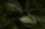 monstera-leaves-nature-wallpaper_53876-96093.jpg