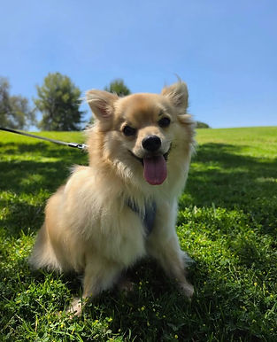 Adoptable pomeranian