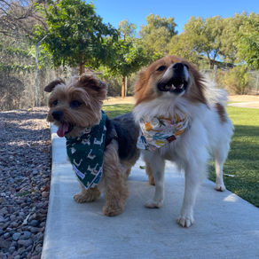 Thanksgiving Dog Treat Recipes