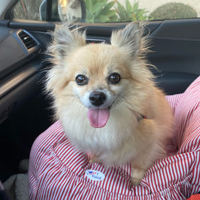 Why You Should Consider Adopting a Senior Dog
