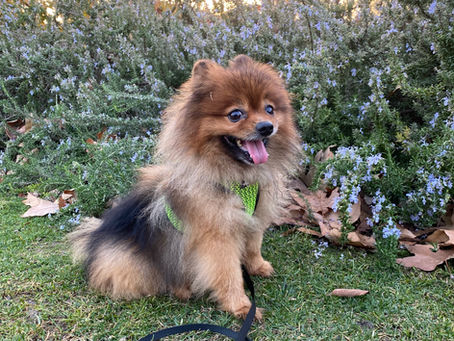 Is it Bad to Shave a Pomeranian?