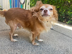 Tuffy
