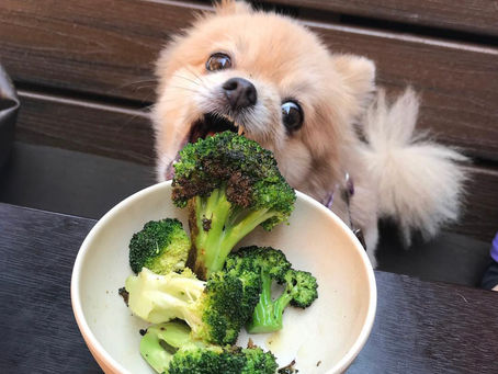 Dog-Friendly Chain Restaurants & What to Order