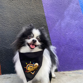 Things to Understand Before Getting a Pomeranian
