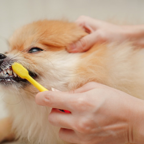 Why are Dental Cleanings Important?