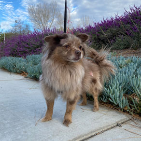 How Does Exercise Help Dogs that Bark?