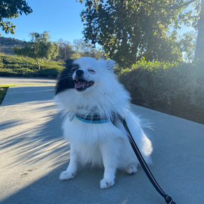 How to Shop For Dog Shampoo