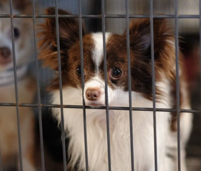 What is the Difference Between a Kill Shelter Versus a No Kill Shelter?