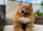 Pomeranian dog with fluffy golden fur sits on a wicker chair outdoors, sunny day, blue sky, happy and relaxed expression.
