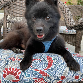 What Does Training an Aggressive Dog Look Like?