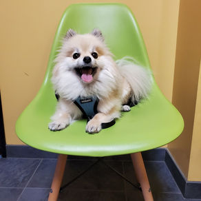 Why do Shelters and Rescues Charge an Adoption Fee?
