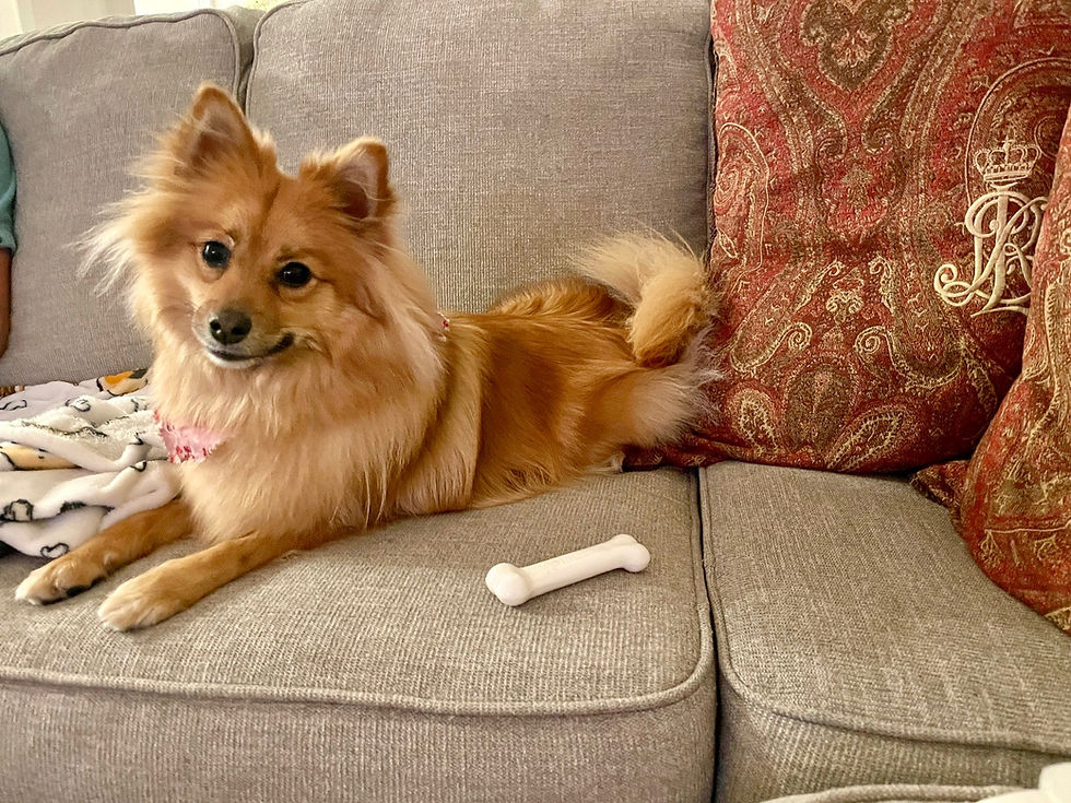 Recommended Dog Food Brands
