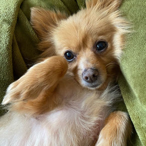 How To Find the Right Groomer For Your Pup