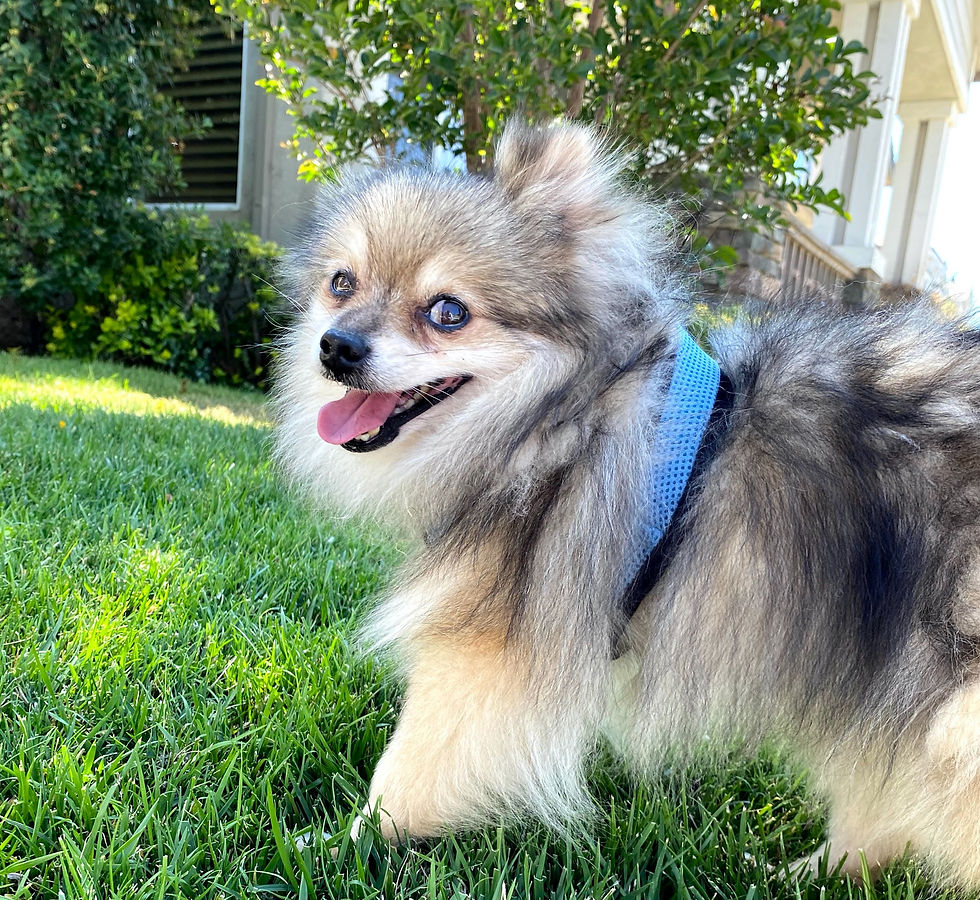 Collars vs. Harnesses