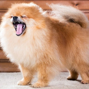 How to Brush Your Dog’s Teeth
