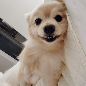 How to Prepare the Home for a New Dog