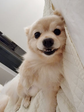 How to Prepare the Home for a New Dog
