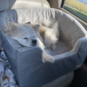 How to Keep Your Dog Safe in the Car