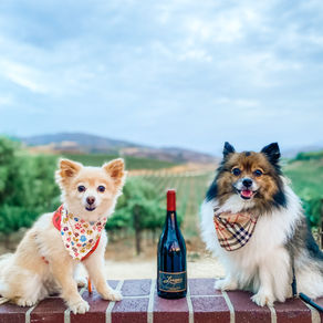 Road Tripping with Your Dog
