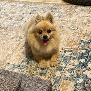 Why do Apartments Charge Pet Fees?