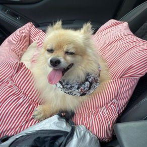 Moving? How to Get Your Dog Used to the New Place
