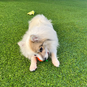 Why do dogs like squeaky toys?
