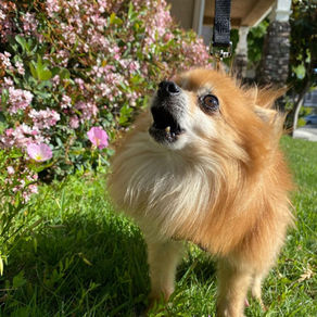 Leash Aggression and Training