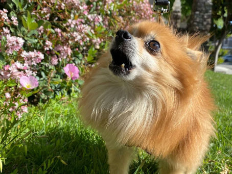 Leash Aggression and Training